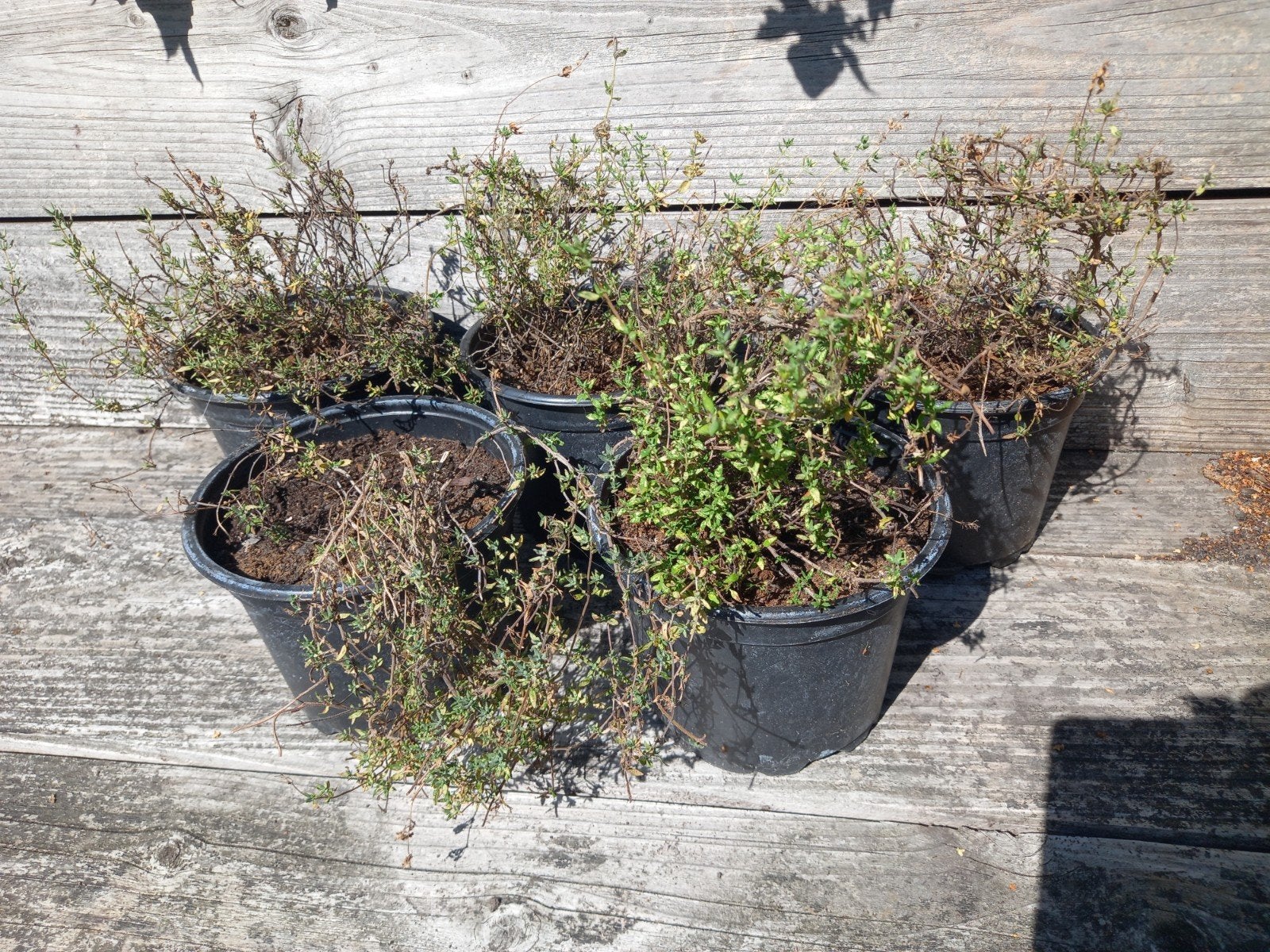 5 Tijmplanten, Ophalen, Overige soorten, Volle zon