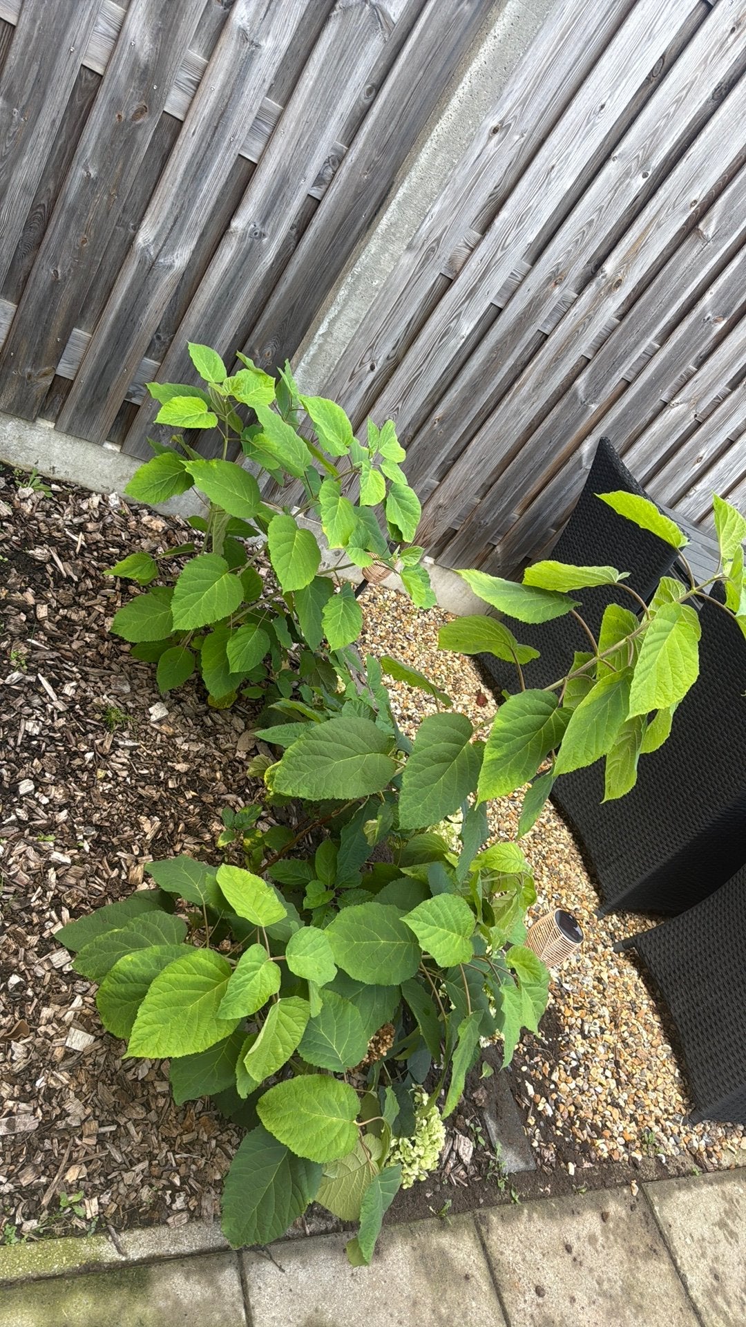 Hortensia's (2 stuks), Ophalen, Overige soorten, Halfschaduw