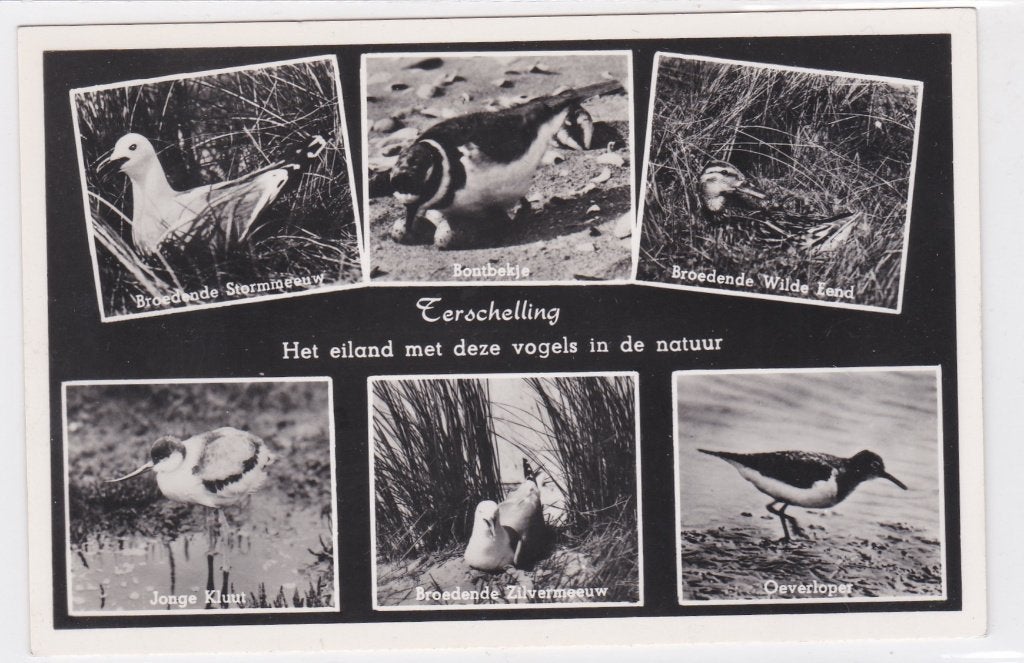 18712 terschelling eiland met deze vogels in de natuur 1953, Verzenden, 1940 tot 1960, Ongelopen, Friesland