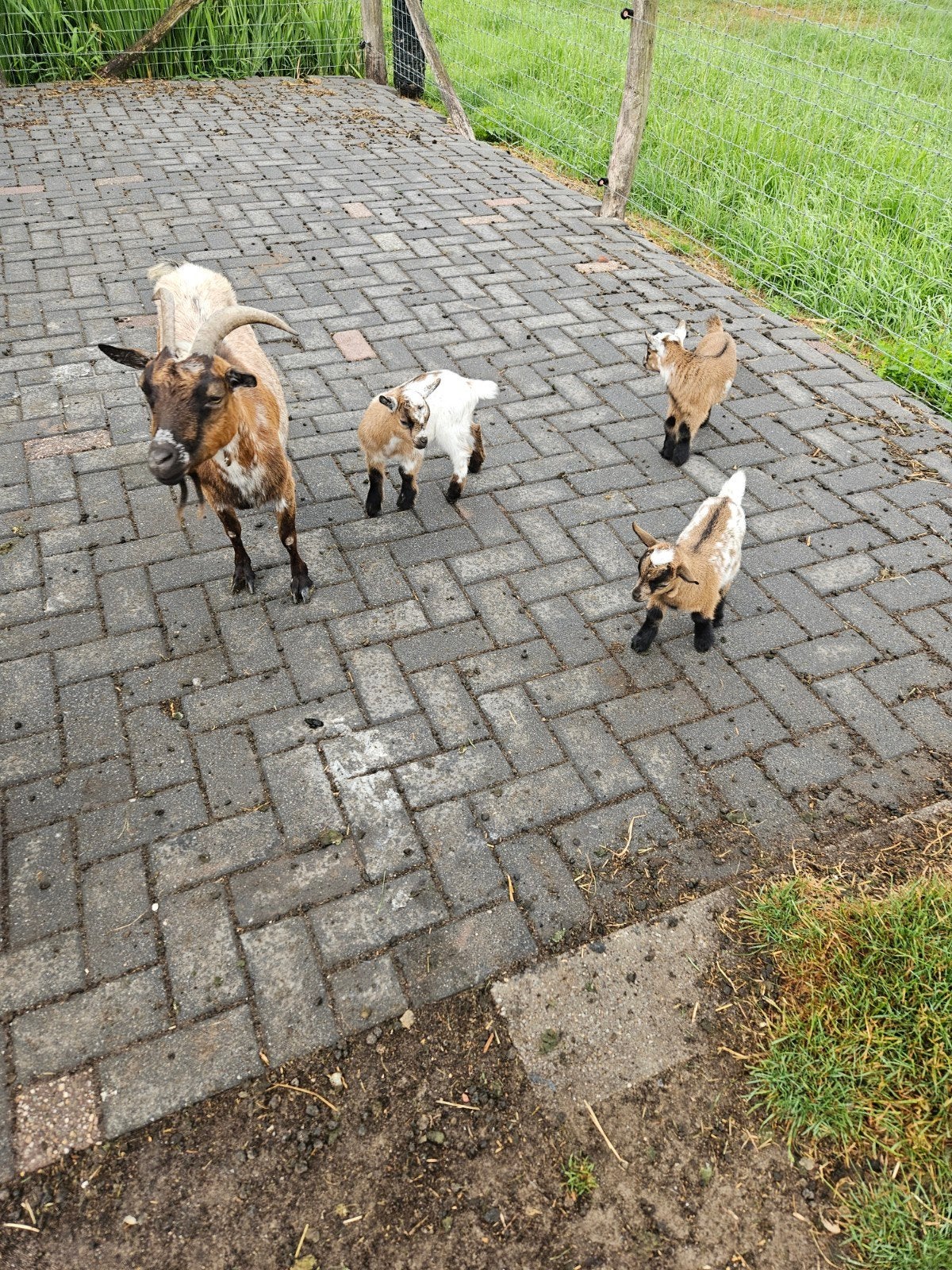 Te koop mooie dweggeit met 3 jongen, Vrouwelijk, Geit