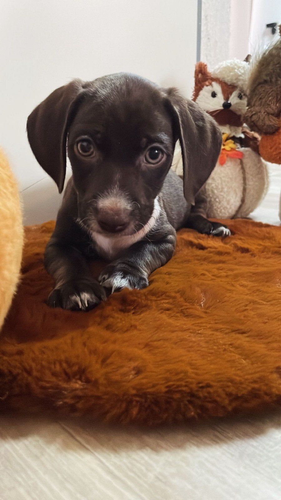 prachtige teckel pups, Standaard, 8 tot 15 weken, Korthaar, Meerdere