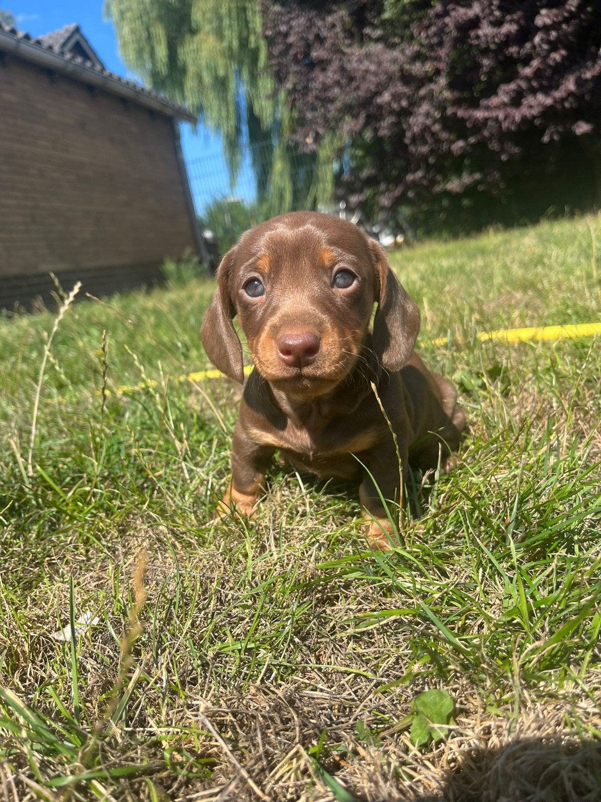 lieve kanichen gladhaar teckels, Kaninchen, Parvo, 8 tot 15 weken, Korthaar