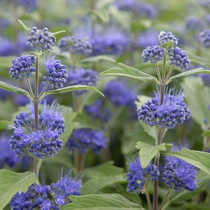 Caryopteris clandonensis 'Heavenly Blue' / Blauwbaard, Ophalen of Verzenden, Overige soorten, Halfschaduw