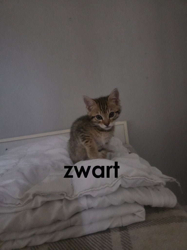 kittens te koop, Meerdere dieren, Ontwormd, 0 tot 2 jaar