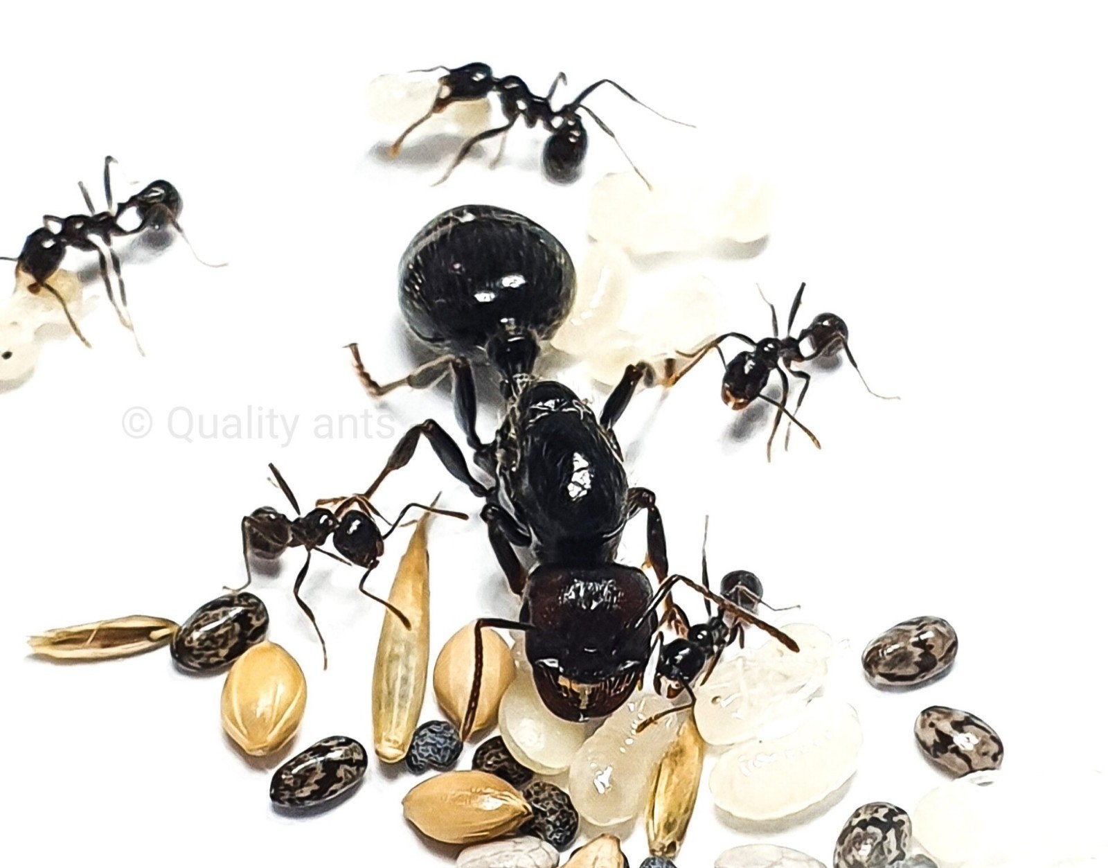 Messor Barbarus 10-20 werksters | Queen, Mieren