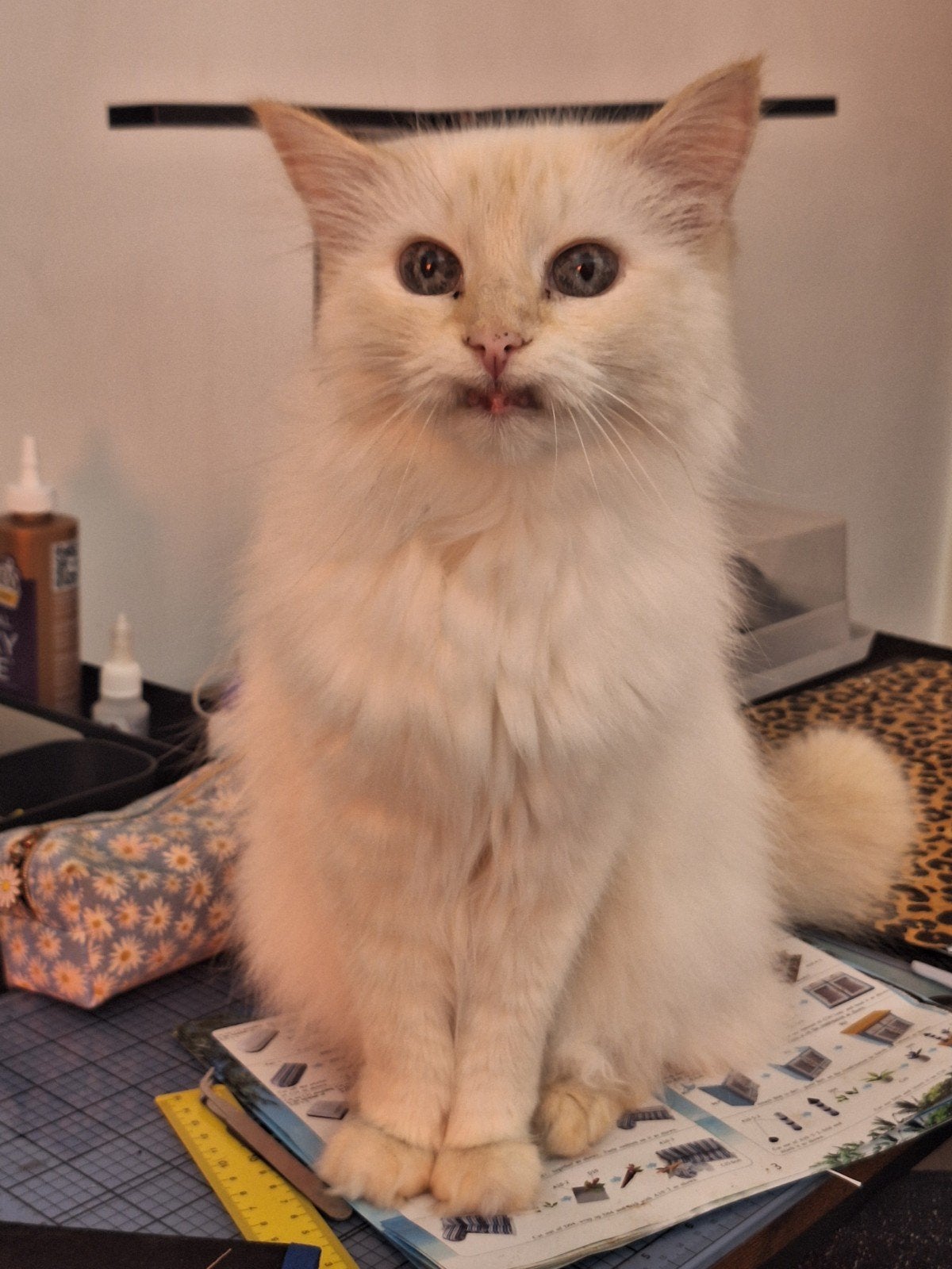 Herplaatser Noorse boskat/Ragdoll (13), Poes