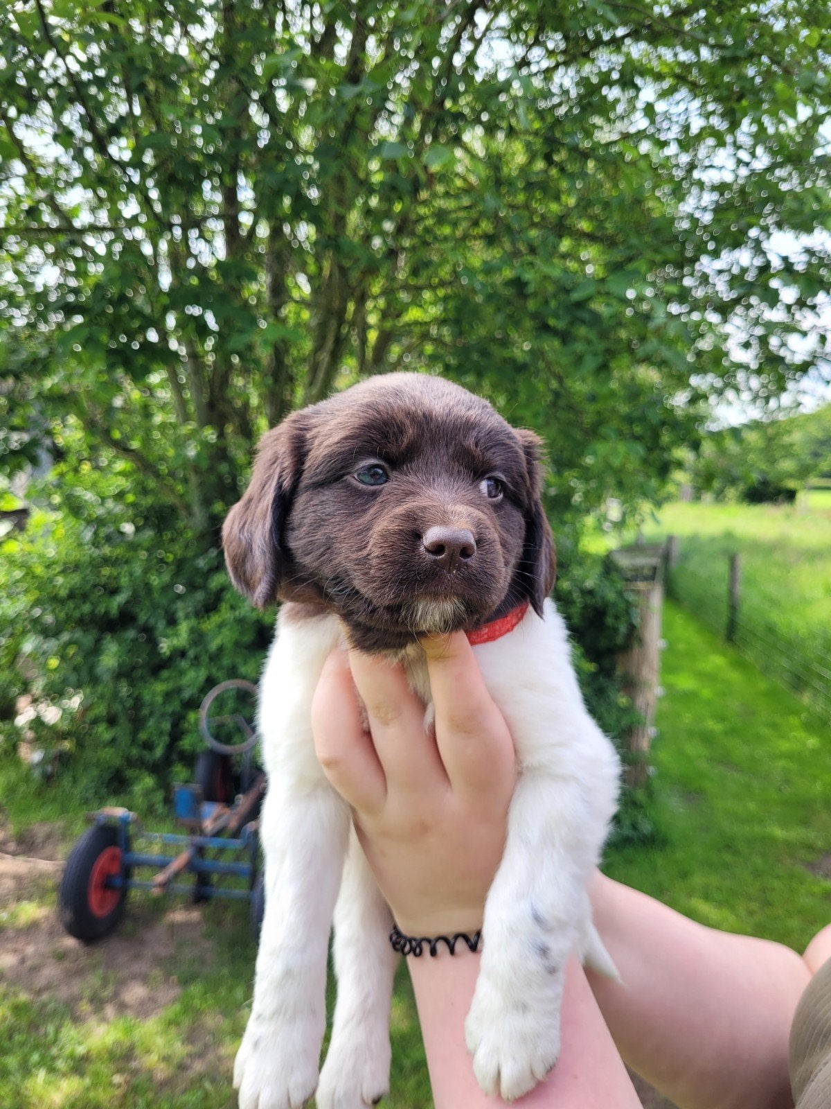 Hij mag het nest verlaten, Friese stabij pup bruin, Dieren en Toebehoren, Overige rassen, 8 tot 15 weken, Eén hond, Nederland