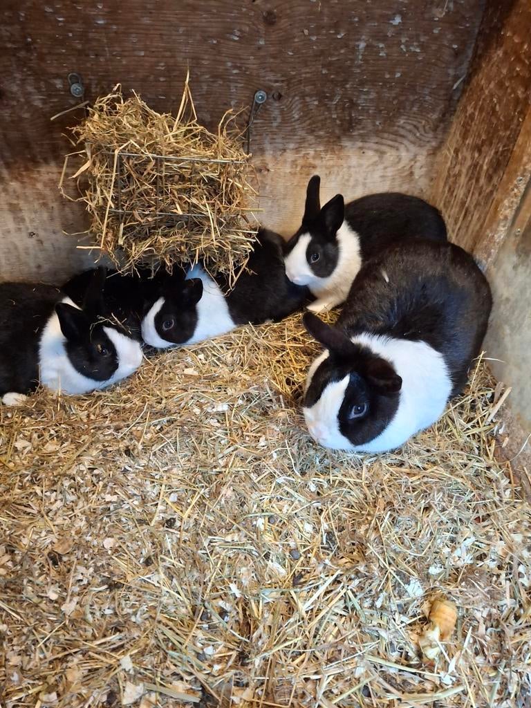 Konijnen., Meerdere dieren, Groot, 0 tot 2 jaar