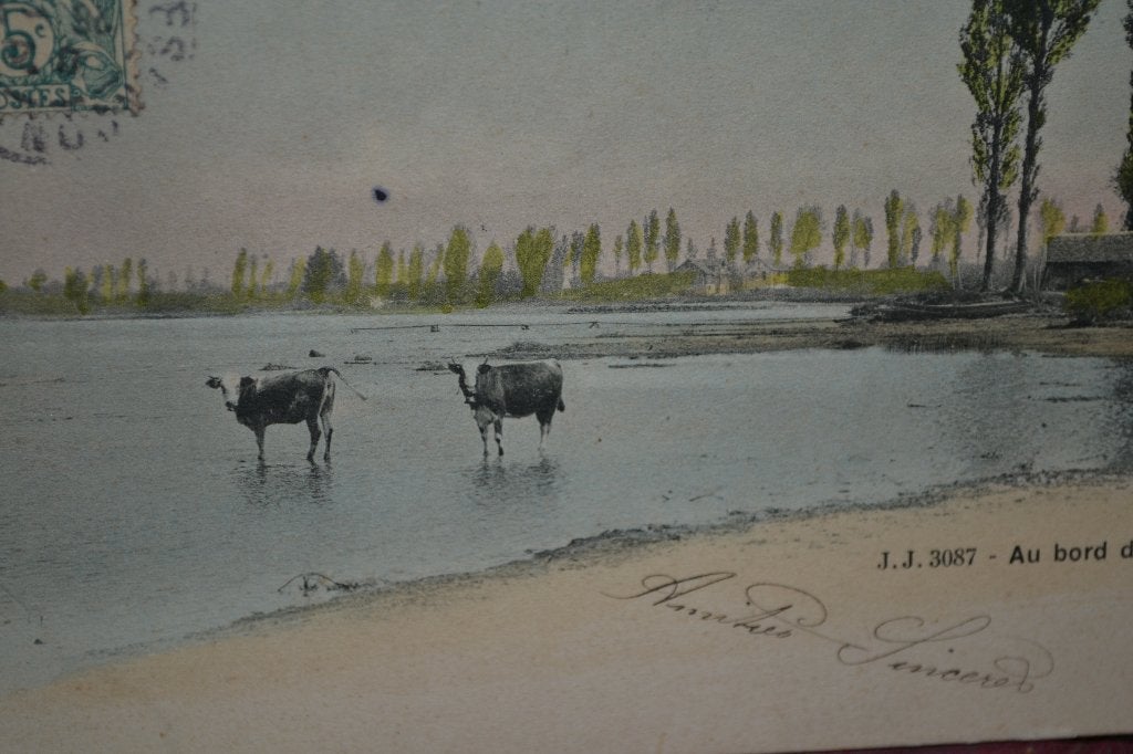 FRANKRIJK 1904  VEE RUNDEREN KOEIEN IN MEER, Ophalen of Verzenden, Voor 1920, Gelopen, Sterren en Beroemdheden