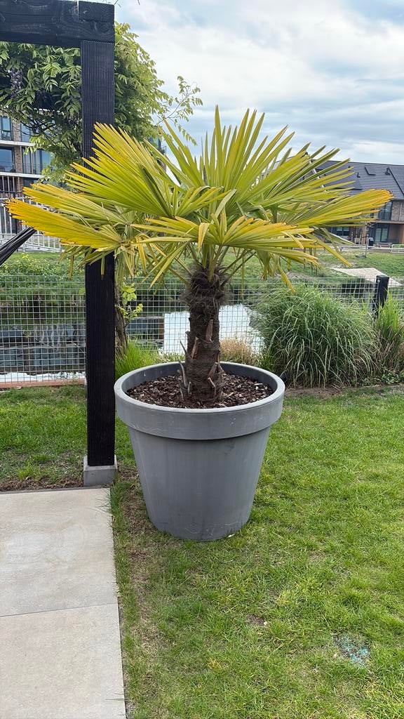 Palboom inclusief Pot, Tuin en Terras, 100 tot 250 cm, Zomer, Palmboom, Ophalen