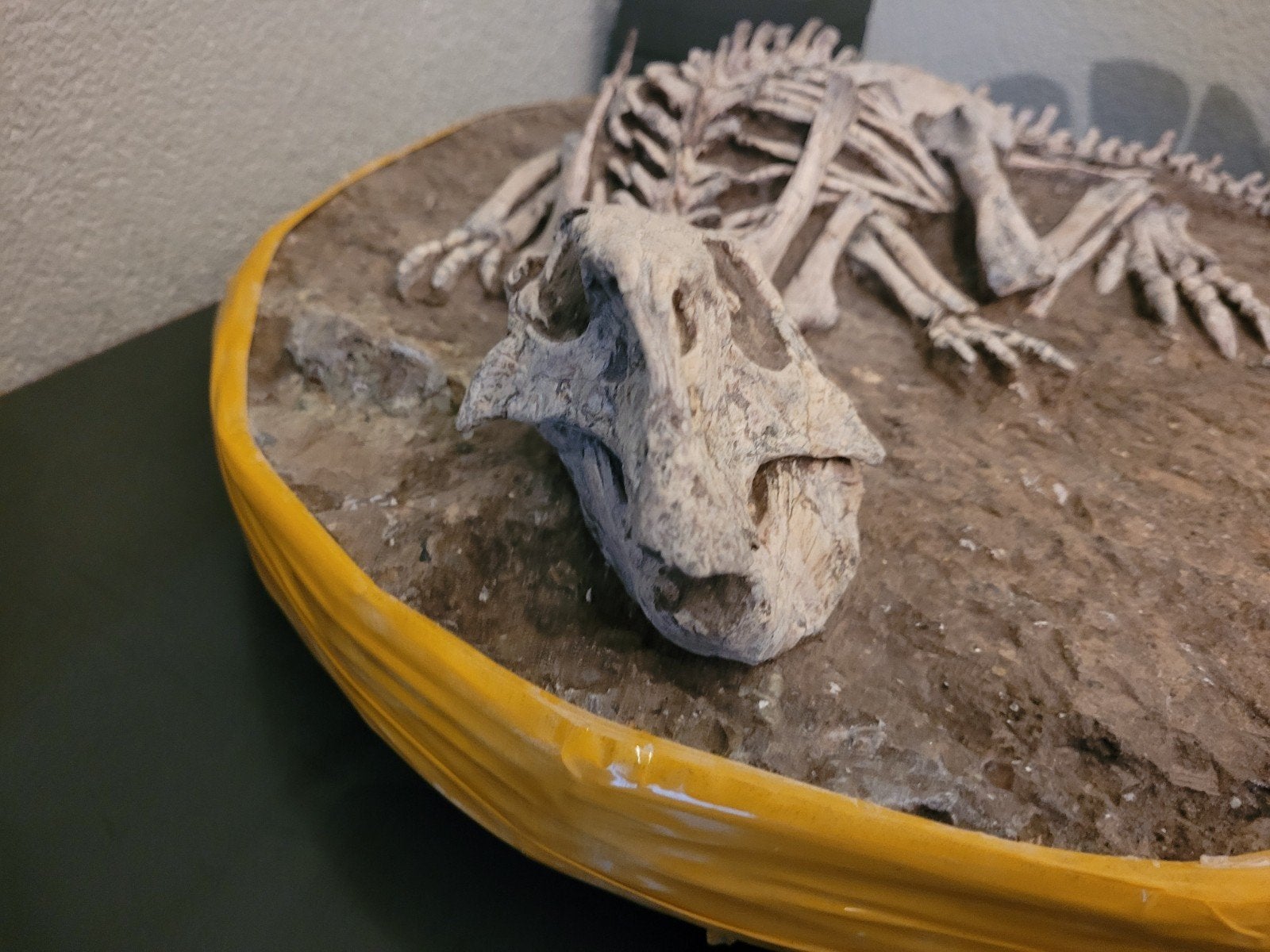 Foto 10 van UNIEK ORIGINEEL PSITTACOSAURUS-SKELET – MUSEUMKWALITEIT