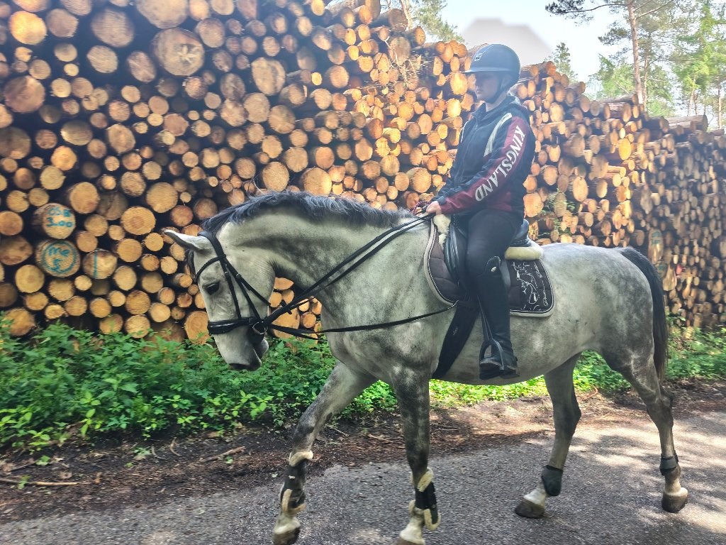 paarden en ponys, Dieren en Toebehoren, Niet van toepassing, 7 tot 10 jaar, 160 tot 165 cm, Recreatiepaard