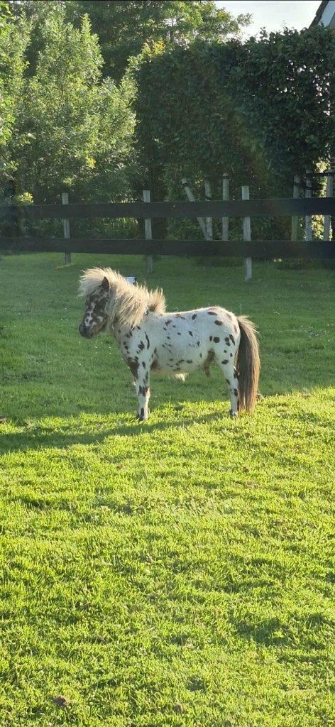 gevraagd tuigje voor mini pony, Ophalen, Gebruikt, BR, Mini