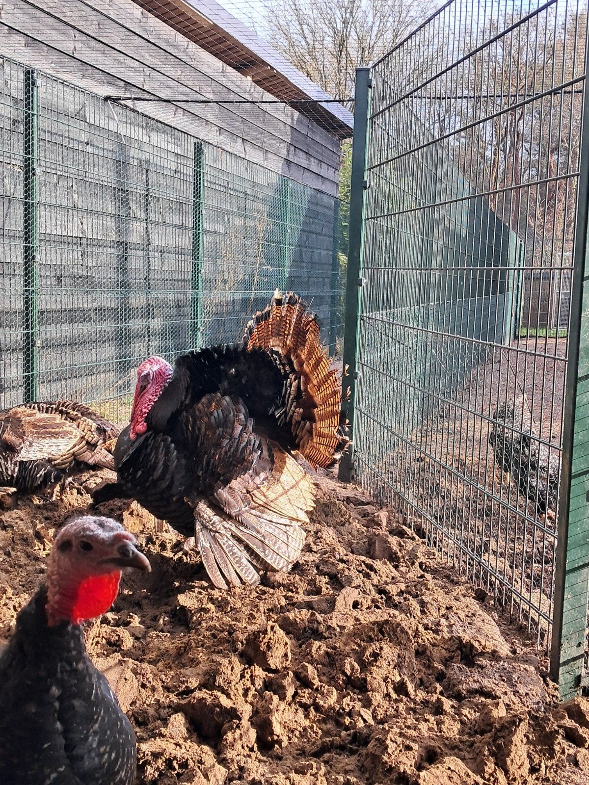 span kalkoenen hen+haan, Dieren en Toebehoren, Pluimvee, Meerdere dieren, Kalkoen