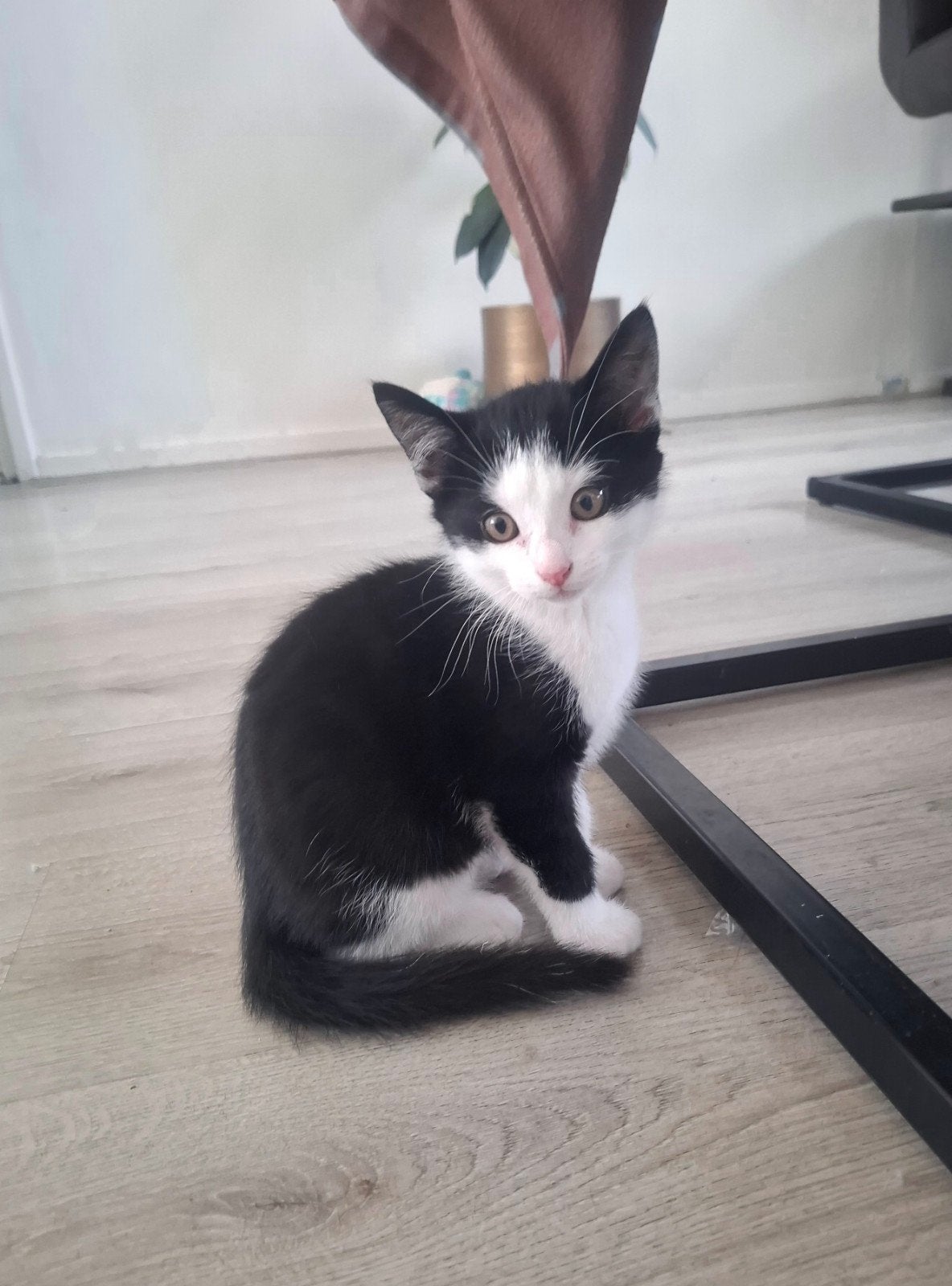 Lieve kittens zoeken een nieuw thuis, Meerdere dieren