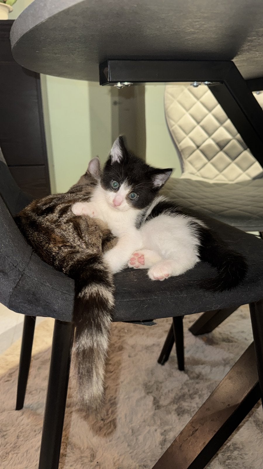 Kittens, Dieren en Toebehoren, Kater, Ontwormd