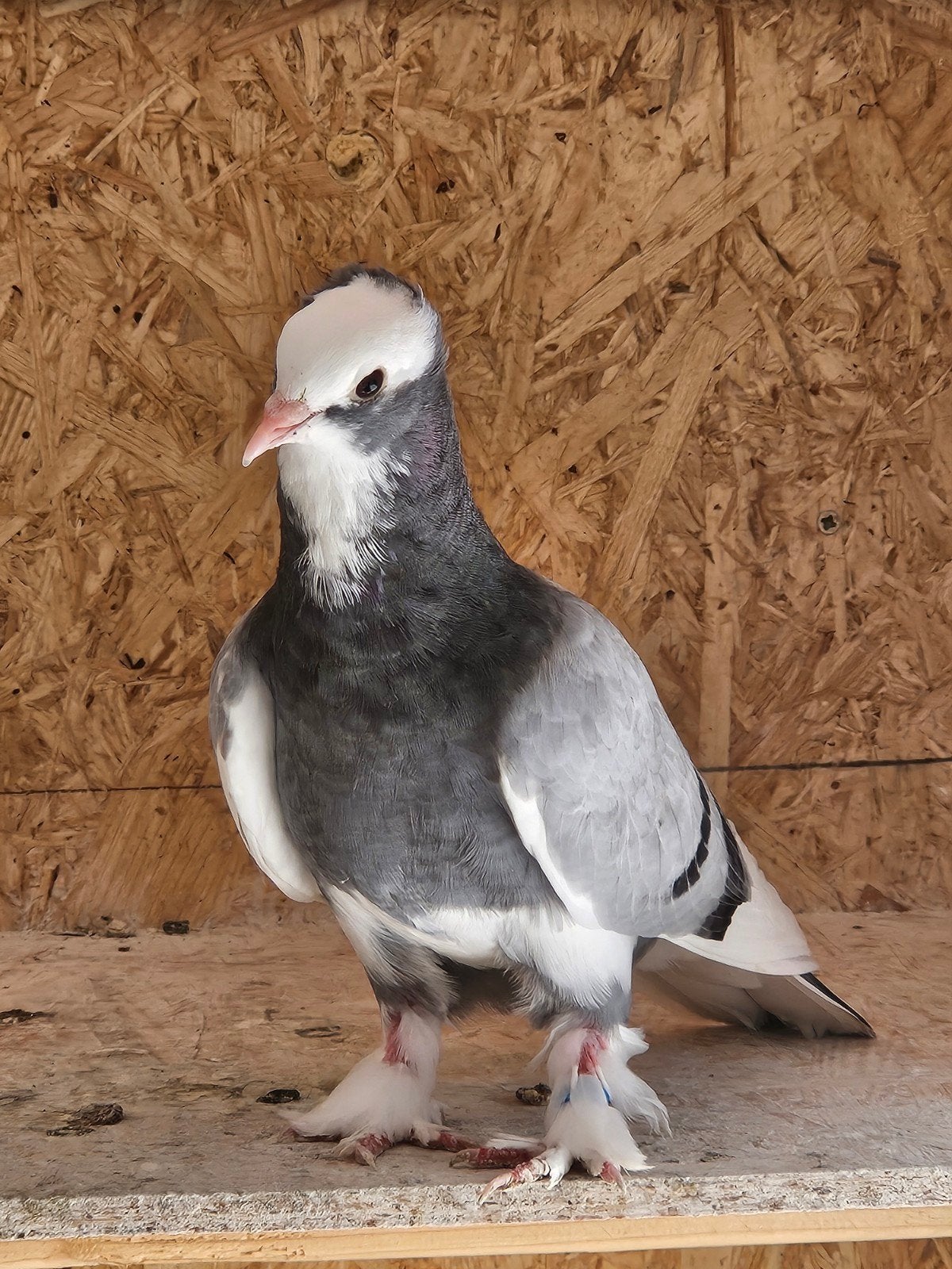Takla duiven, Meerdere dieren