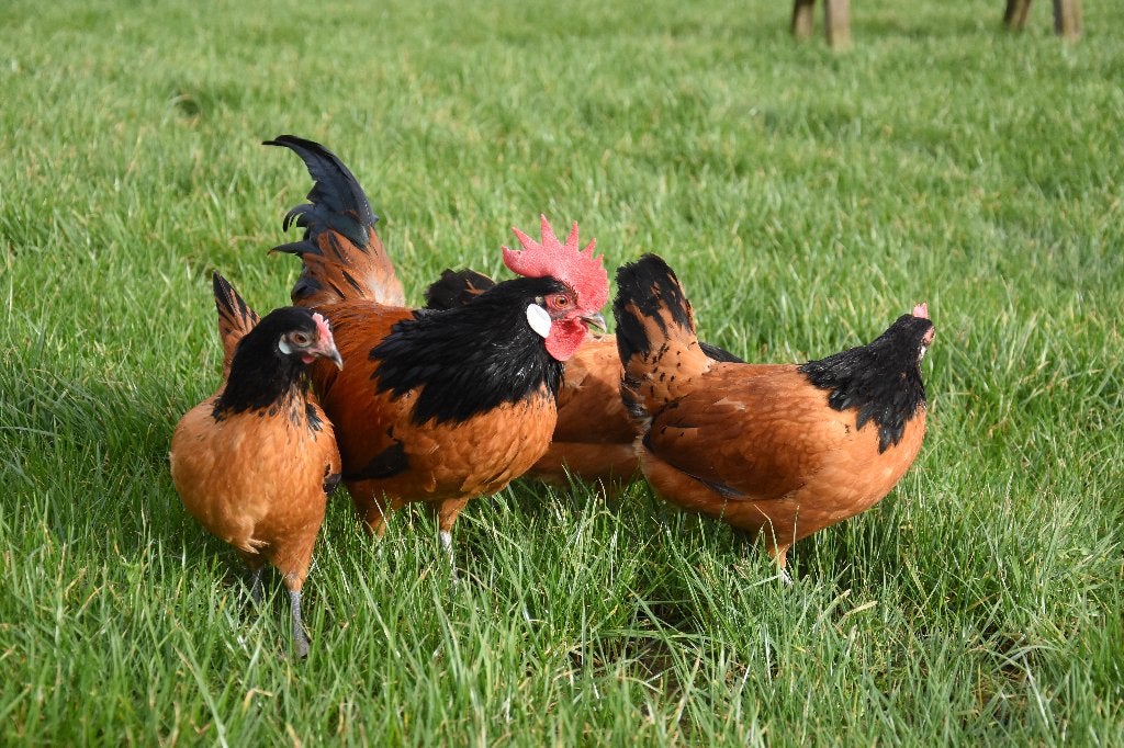 Vorwerk kriel | Sierlijke kippen | Jonge kippen, Dieren en Toebehoren, Meerdere dieren, Kip