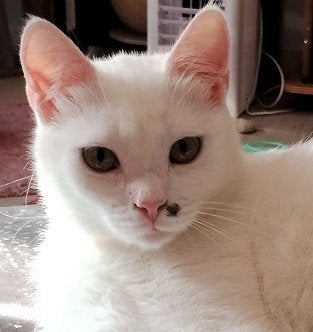 Prinses Sneeuwwitje zoekt haar familie (11 maanden oud), Dieren en Toebehoren, Katten en Kittens | Overige Katten, Poes, Kortharig