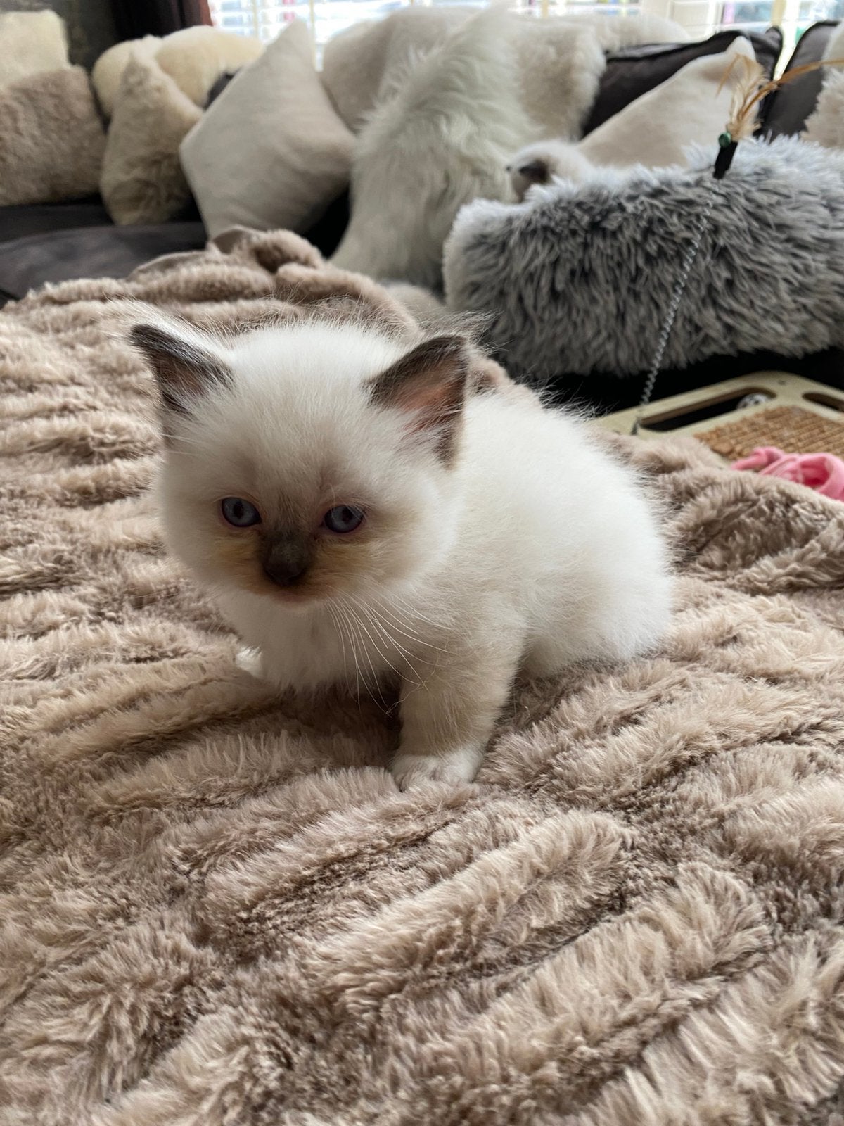 Ragdoll kittens 3 Blue Lynx kittens 1 cypers, Meerdere dieren, Ontwormd, 0 tot 2 jaar