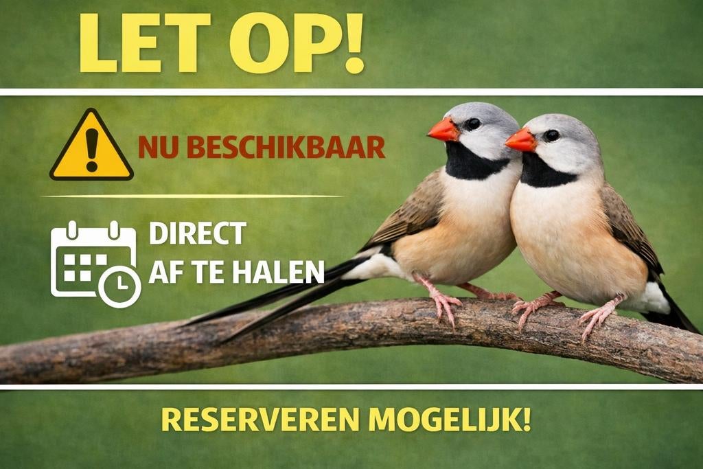 Spitstaartjes | tropische vogels | nu beschikbaar, Meerdere dieren