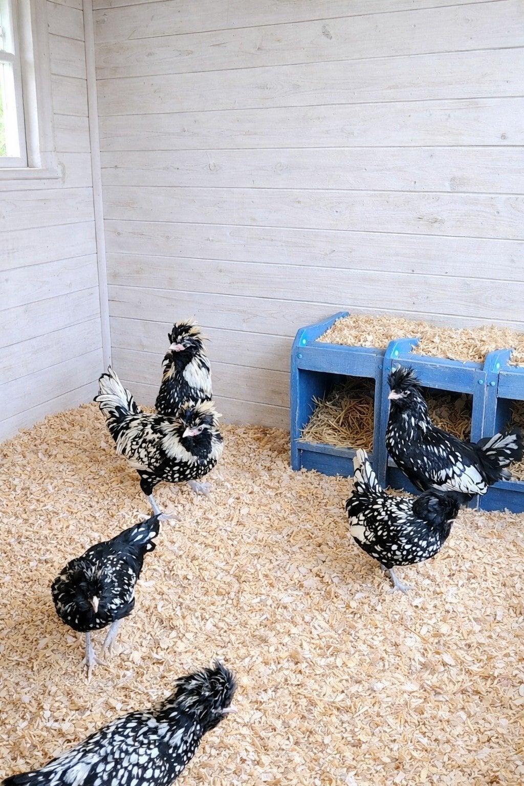 Te koop broedeieren van baardkuifhoenders, Dieren en Toebehoren, Pluimvee, Geslacht onbekend, Kip