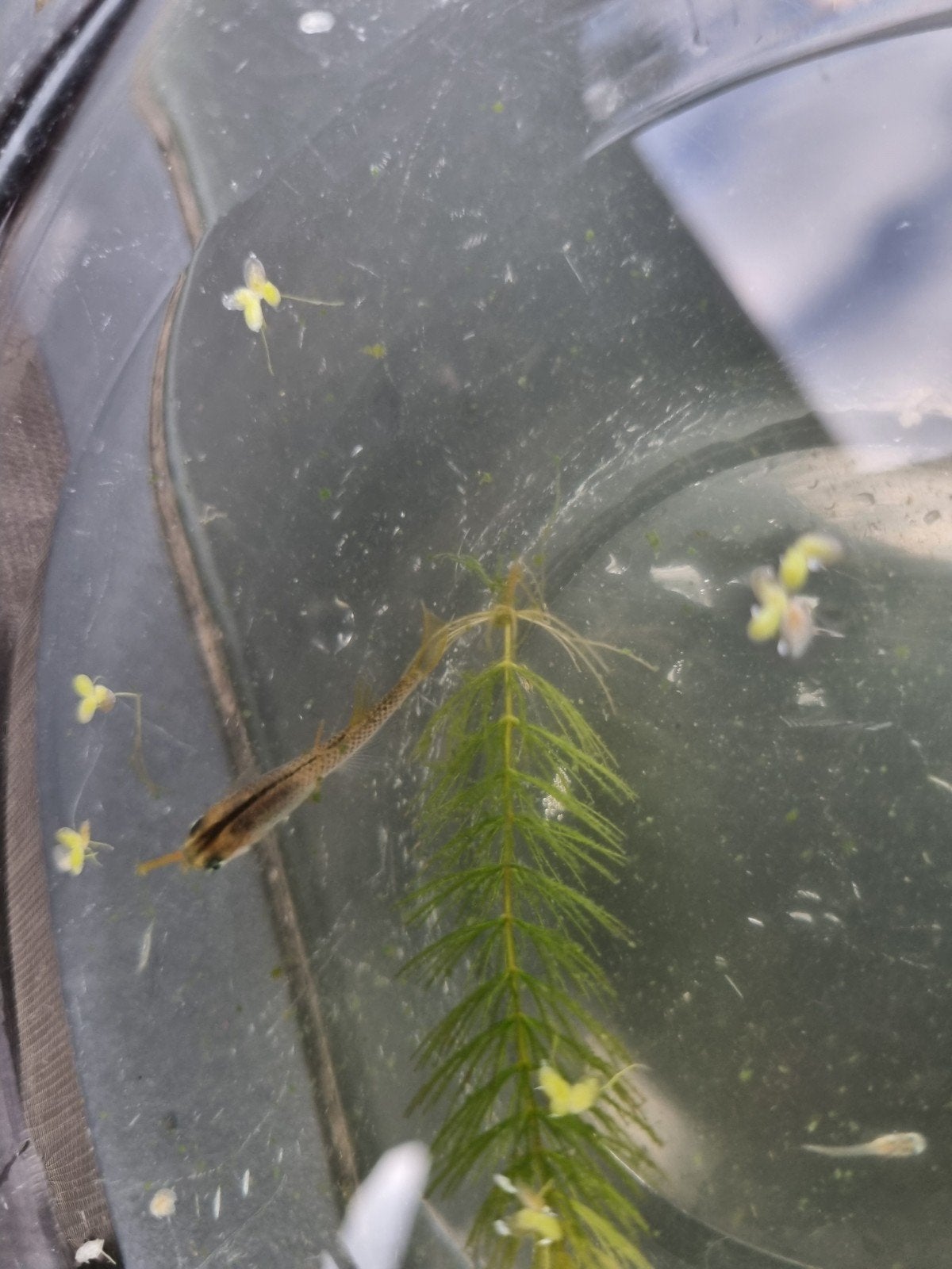 Japanse rijstvissen (Oryzias latipes) – jonge visjes, Vis, Zoetwatervis, Schoolvis