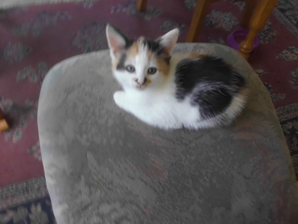 mooie lieve kittens, Meerdere dieren, Ontwormd, 0 tot 2 jaar