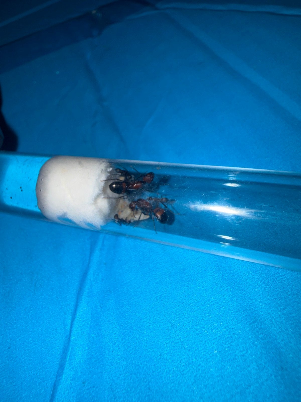 tekoop camponotus nicobarensis mieren kolonie, Mieren