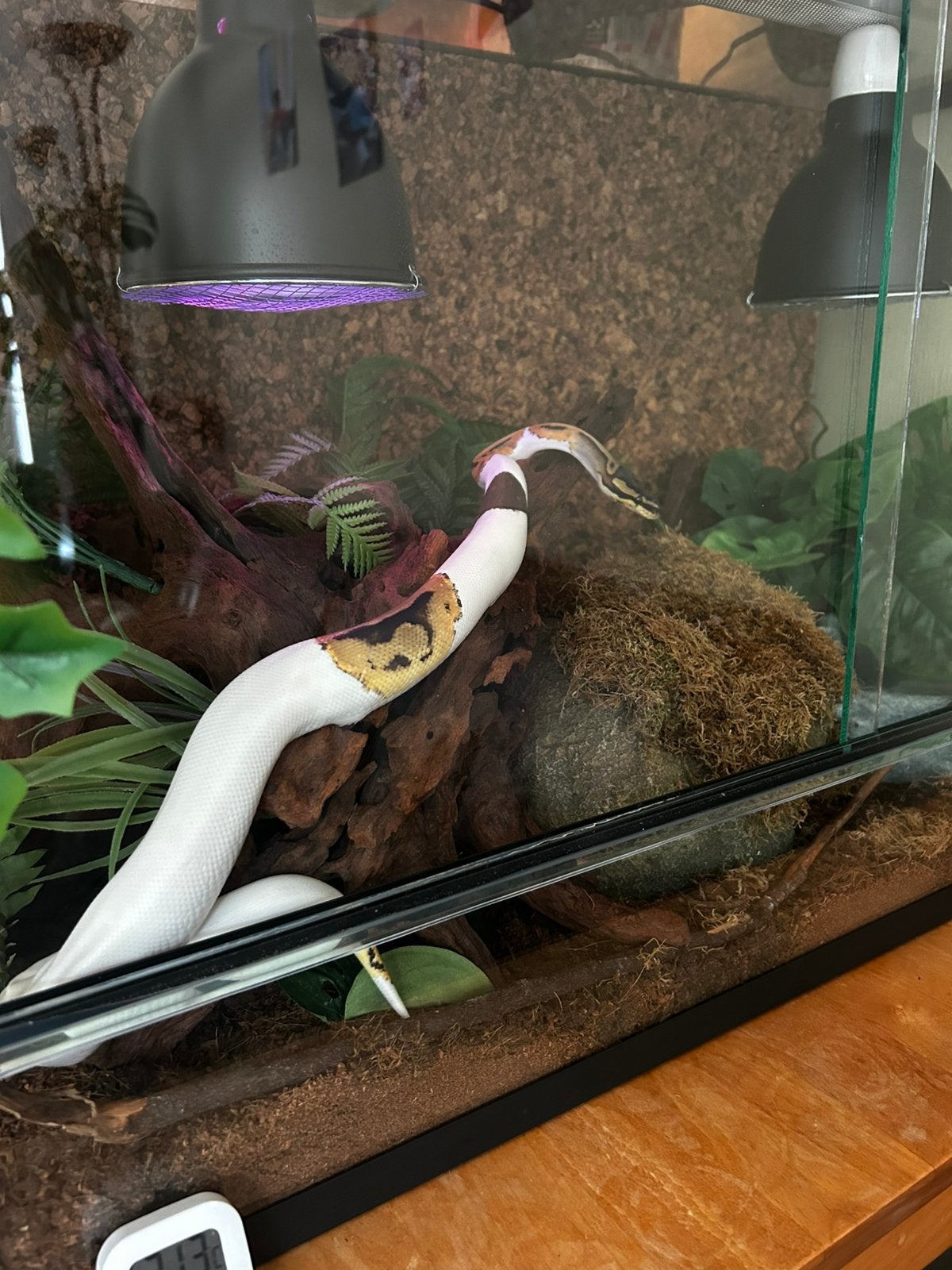 Koningspython + terrarium Ball Python photo 8