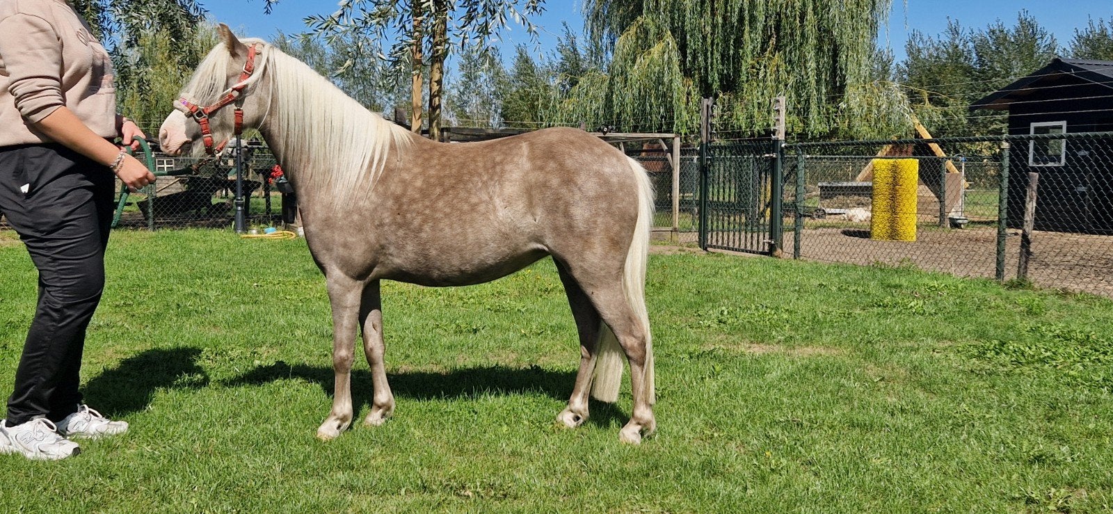Prachtige 4-jarige a-pony merrie., Merrie, Met stamboom, A pony (tot 1.17m), 3 tot 6 jaar
