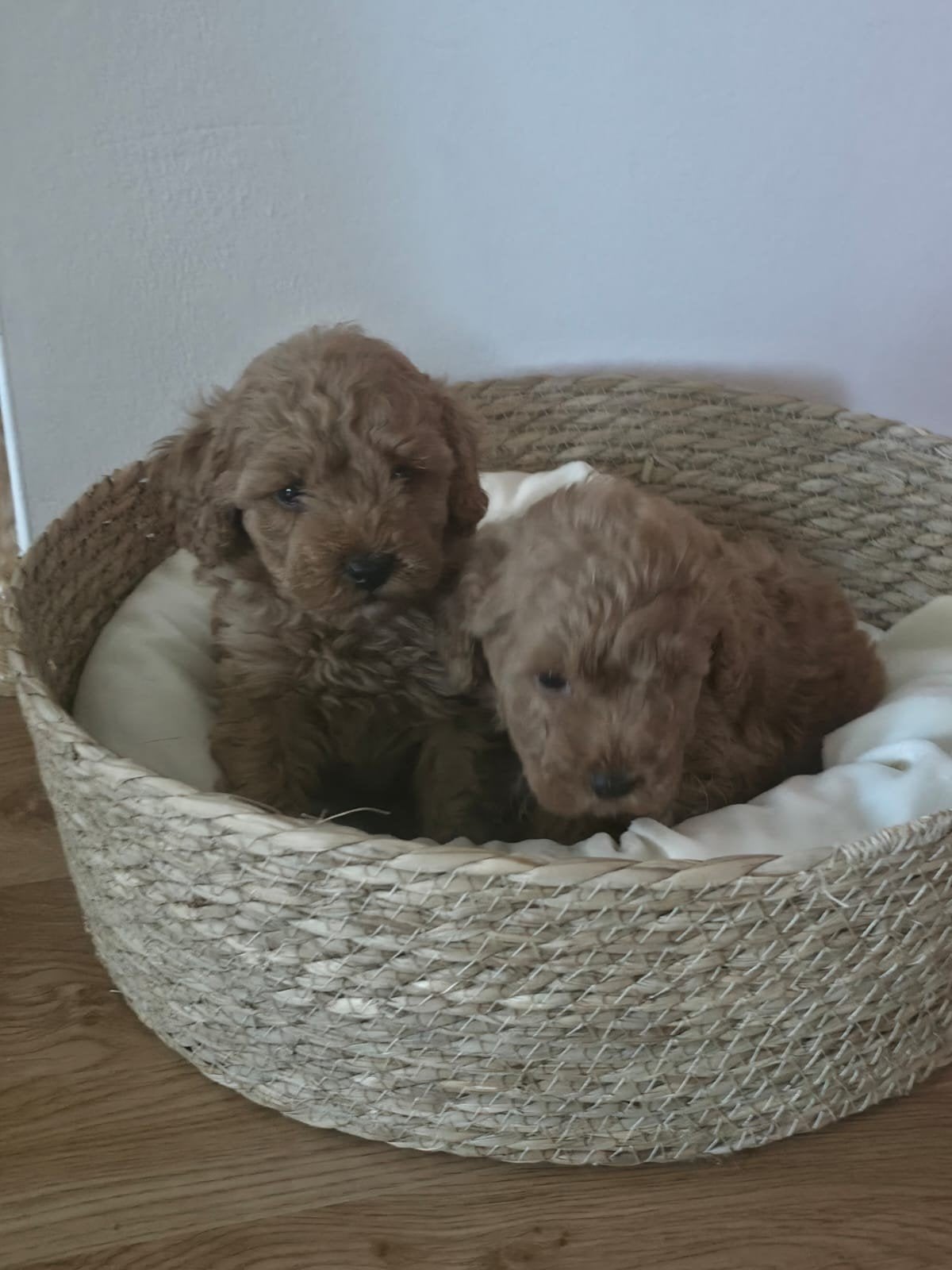 Toy - Dwerg poedel pups, Dieren en Toebehoren, HCC (leverziekte), 8 tot 15 weken, Meerdere, Nederland