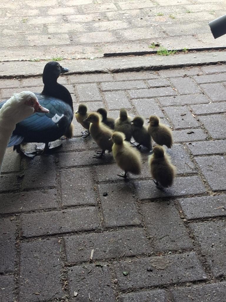 Muskuseend met kuikens, Dieren en Toebehoren, Pluimvee, Meerdere dieren, Eend