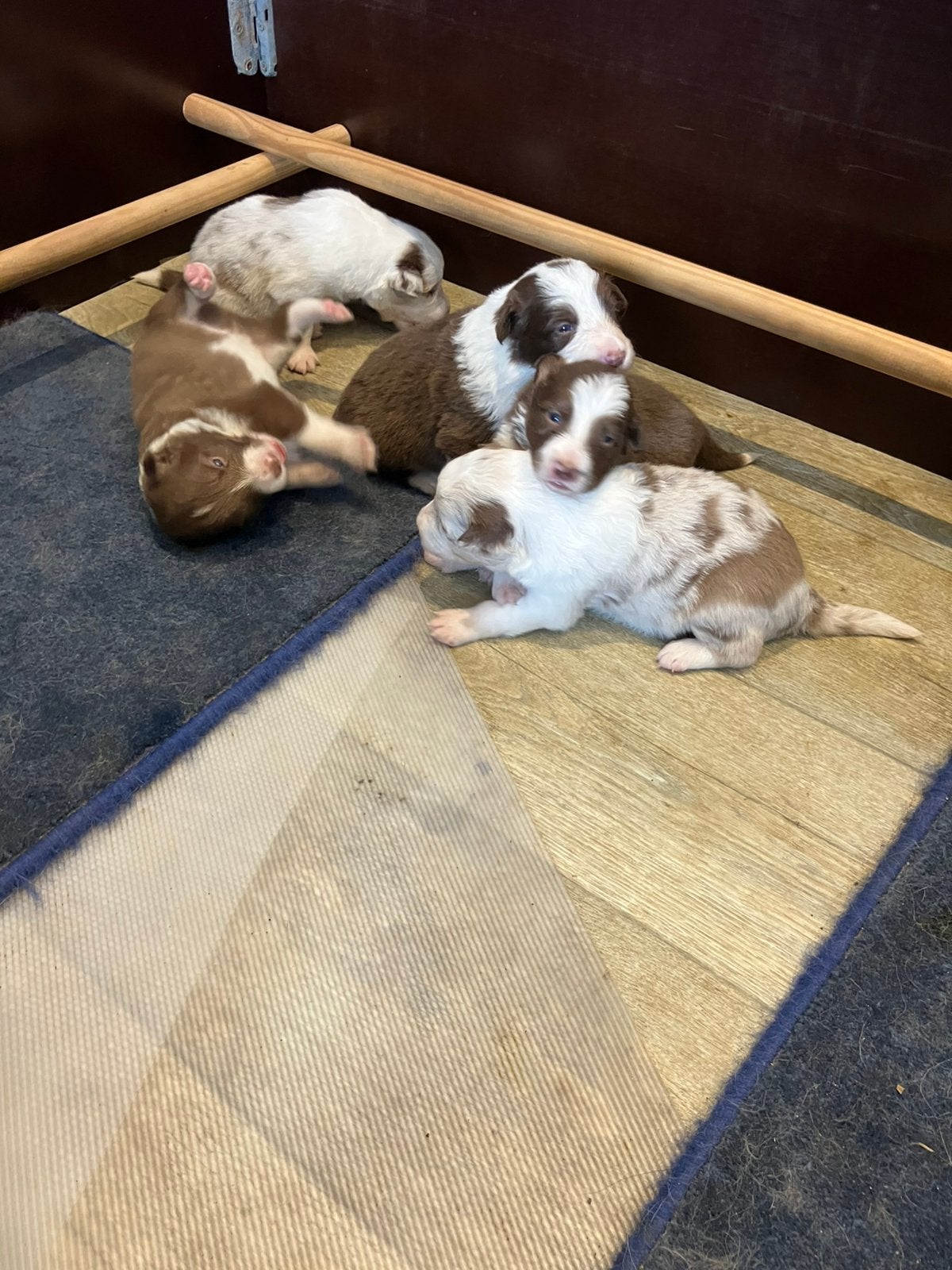 Nog een reutje beschikbaar! Hele mooie border collie pups!, Parvo, 8 tot 15 weken, Collie, Meerdere