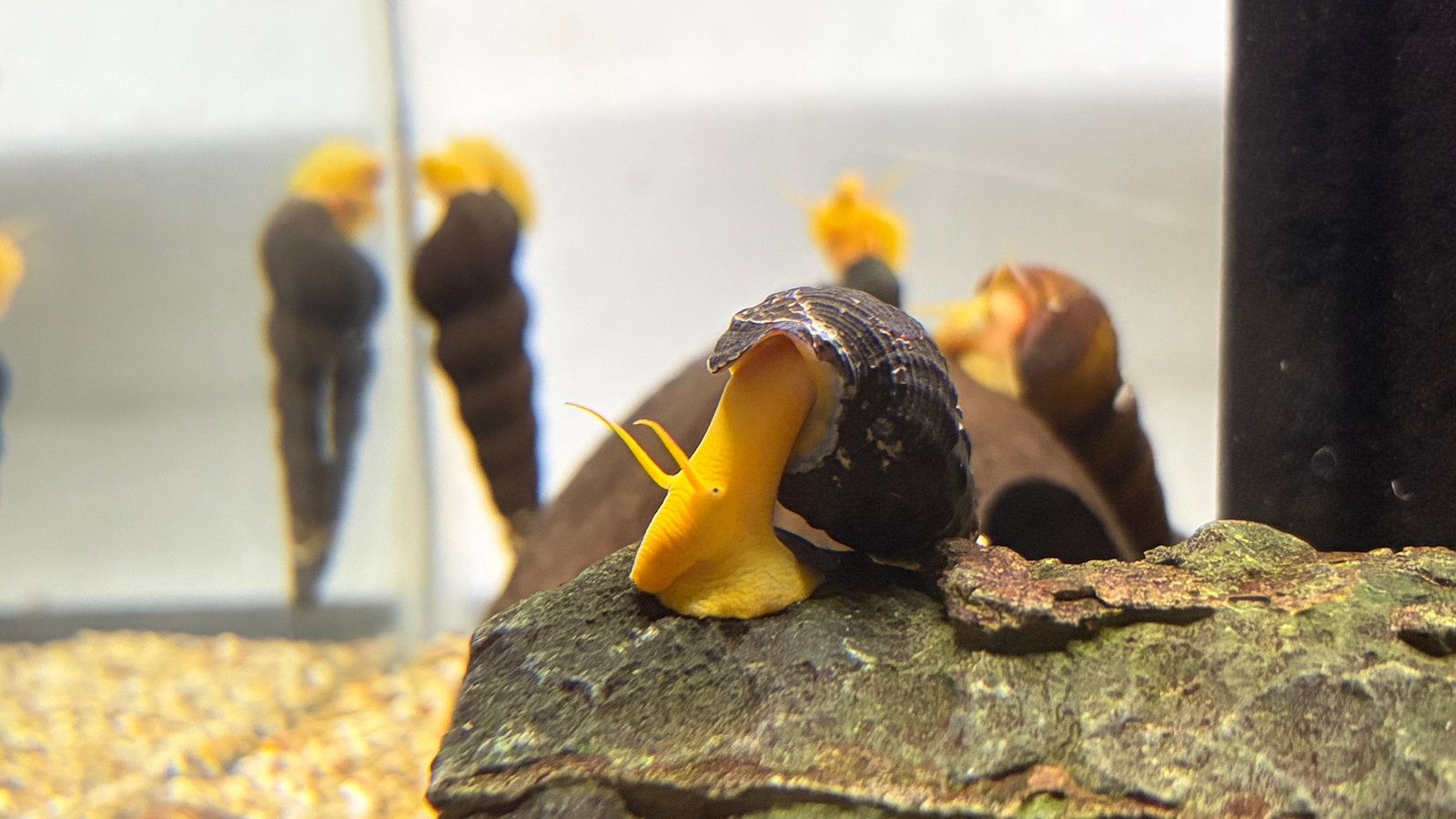 Tylomelania Oranje, Slak of Weekdier