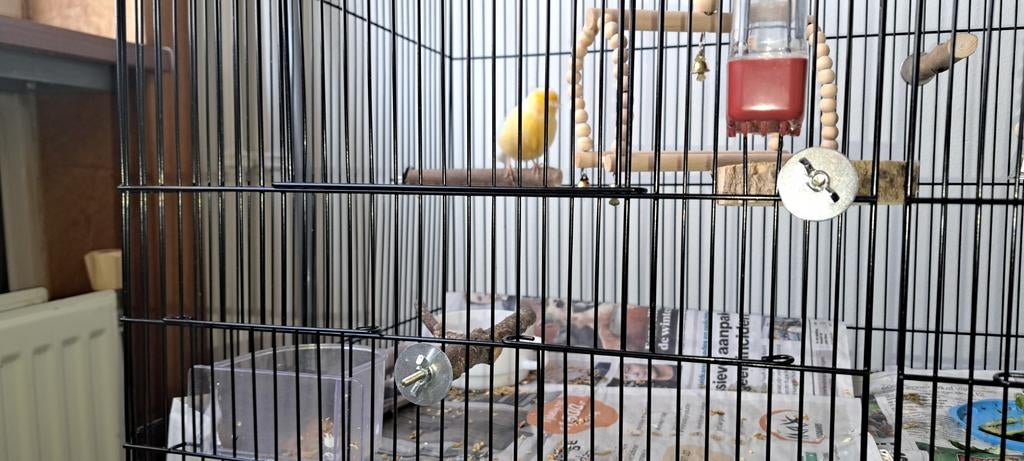 Mooi active fluitende kanaris vogel. Samen met mooi kooi 80, Dieren en Toebehoren, Vogels | Overige Vogels, Mannelijk
