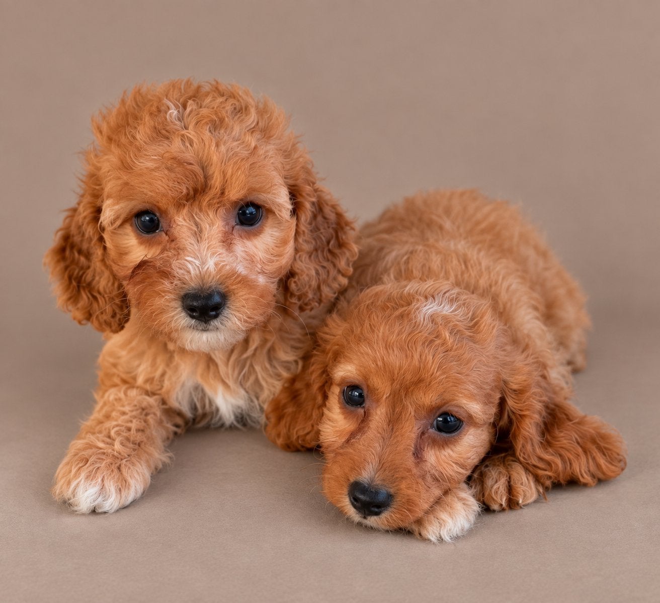 Cavapoo pups, cavapoo x toy poedel, Dieren en Toebehoren, Nederland, Overige rassen, CDV (hondenziekte), 8 tot 15 weken
