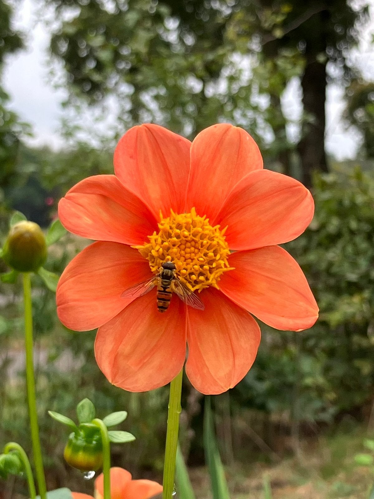 Zaden Dahlia's openbloemig, Ophalen of Verzenden, Volle zon