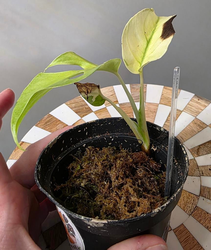 Rhaphidophora Tetrasperma Albo, Huis en Inrichting, Kamerplanten, Ophalen of Verzenden, Halfschaduw, Minder dan 100 cm