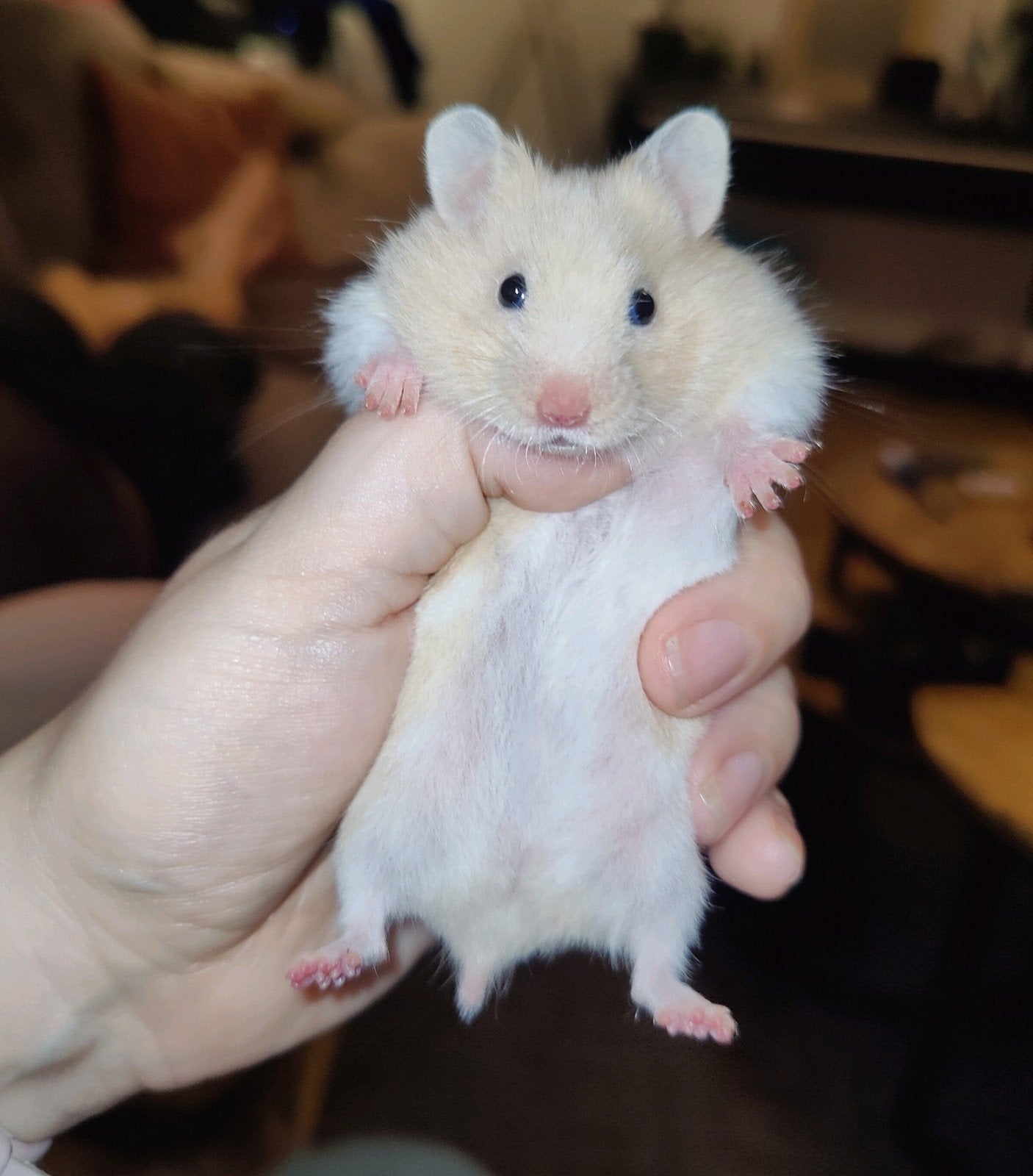 Lieve crème witband hamster baby, vrouwtje, Dieren en Toebehoren, Augustus, Hamster, Tam