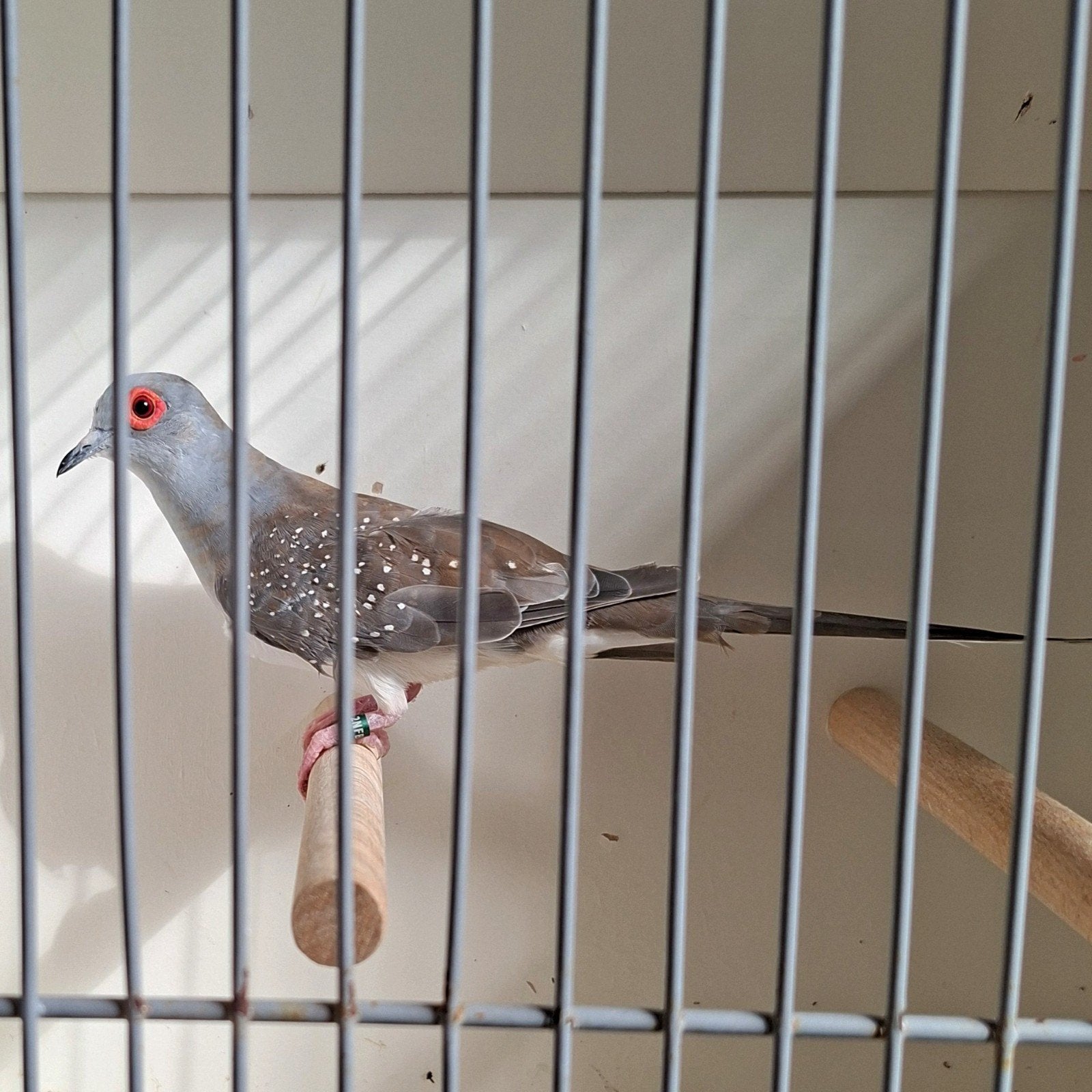 diamantduiven, Dieren en Toebehoren, Meerdere dieren, Geringd
