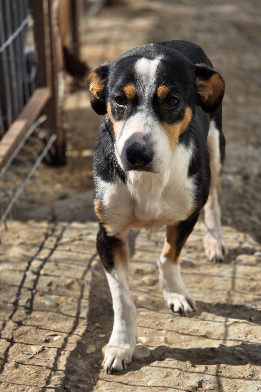 Sasha zoekt een baasje, Dieren en Toebehoren, Handelaar, Buitenland, Teef, Eén hond