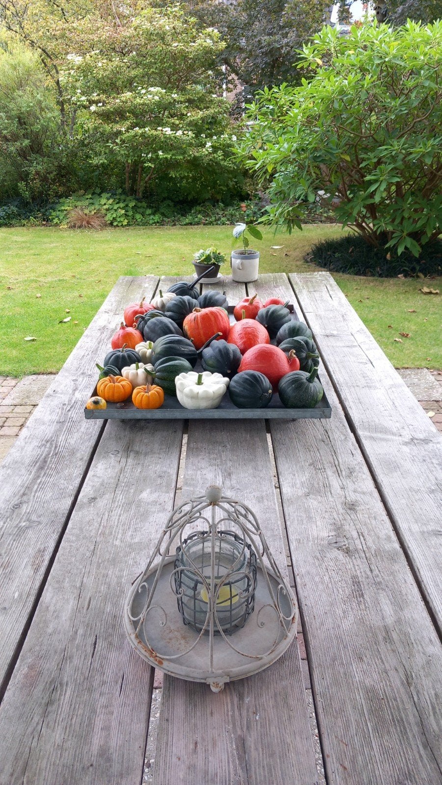 Verse Kalebassen - Decoratief en Eetbaar, Ophalen, Volle zon, Groenteplanten, Eenjarig