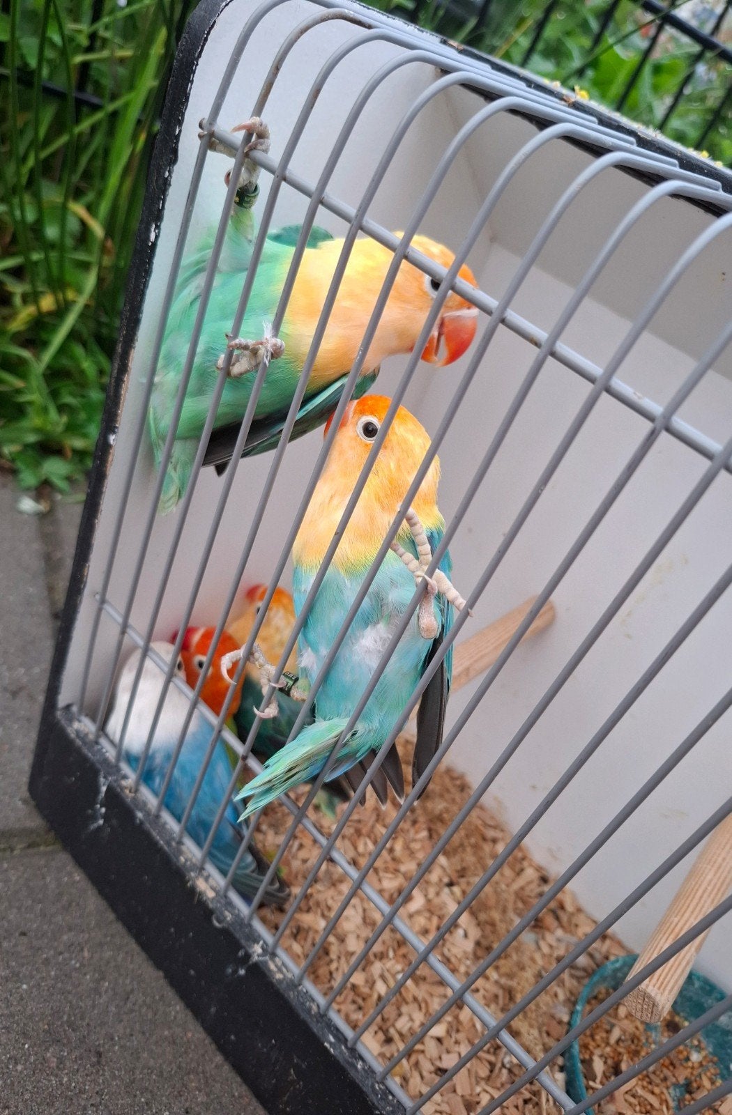 Agapornis Fischeri, Geslacht onbekend, Dwergpapegaai of Agapornis, Geringd