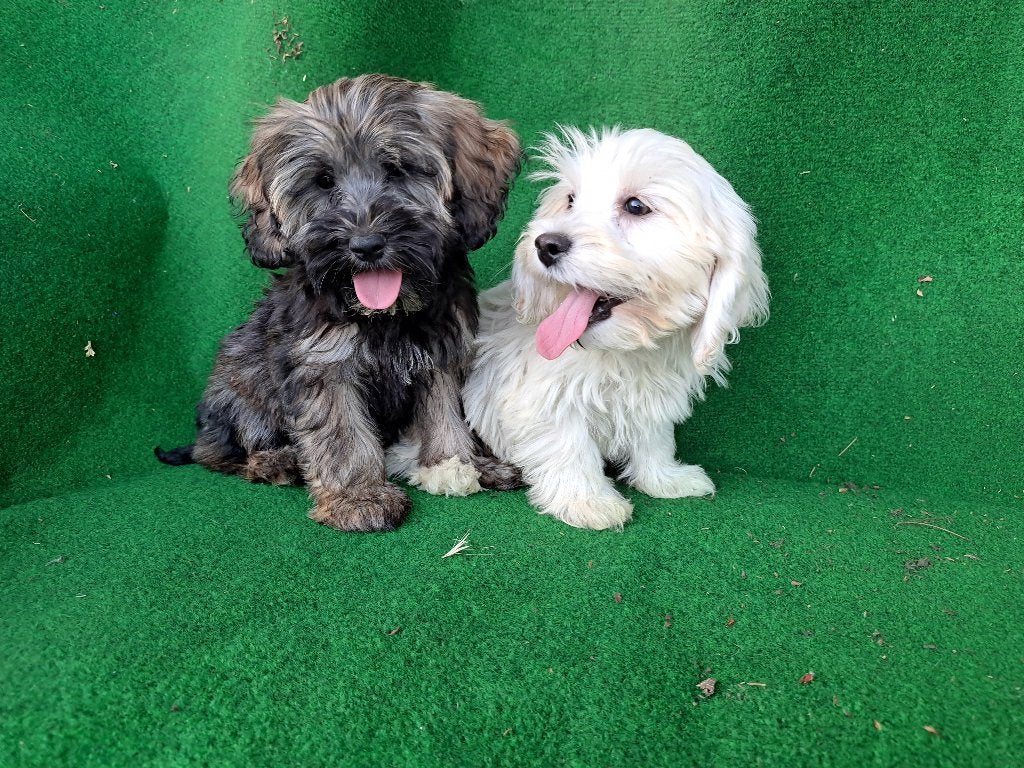 Maltipoo pups  nog  ( 2 teefjes  ), Parvo, Nederland, Overige rassen, 8 tot 15 weken