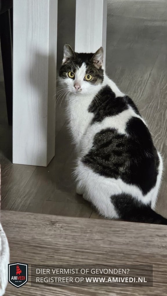 Gevonden: kat Milo, van 'Bert' uit Winschoten, Dieren en Toebehoren, Kat