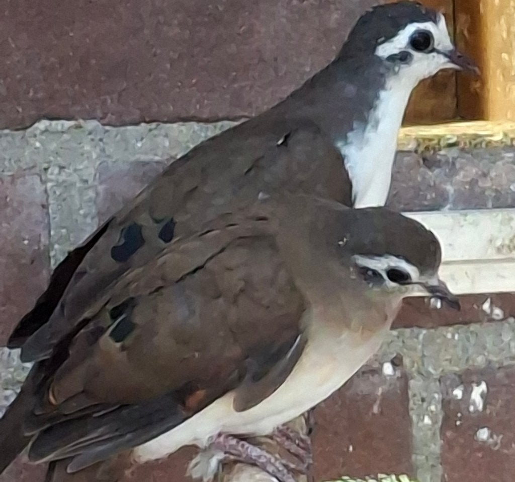 Tamboerijn duivin te koop, Dieren en Toebehoren, Vrouwelijk, Tropenvogel, Geringd