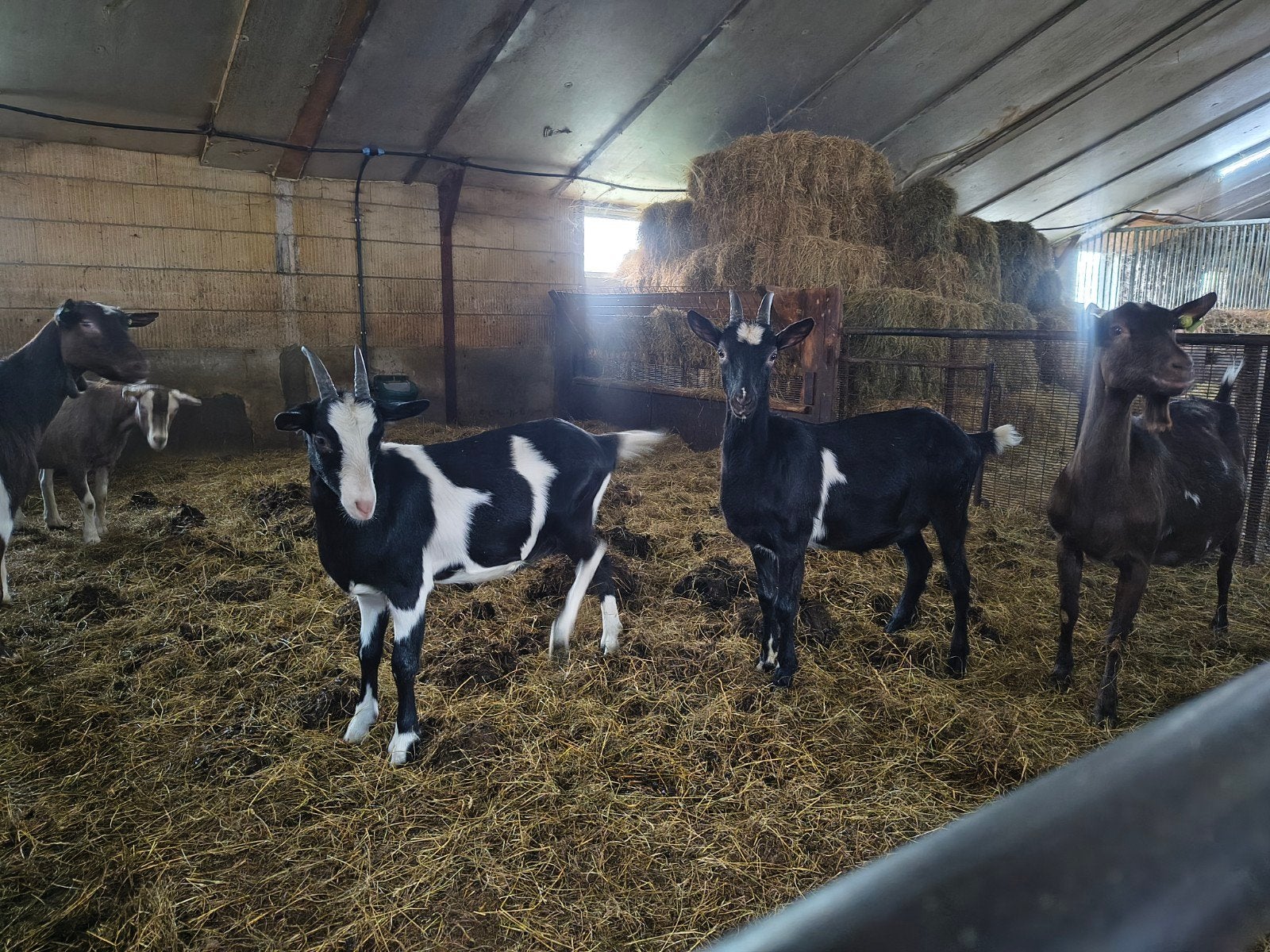 3 bonte geiten, Dieren en Toebehoren, Vrouwelijk, Geit