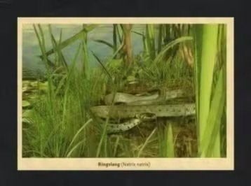 Ringslang Moeras Natuur Reptiel., Ophalen of Verzenden, 1980 tot heden, Ongelopen, Reptiel