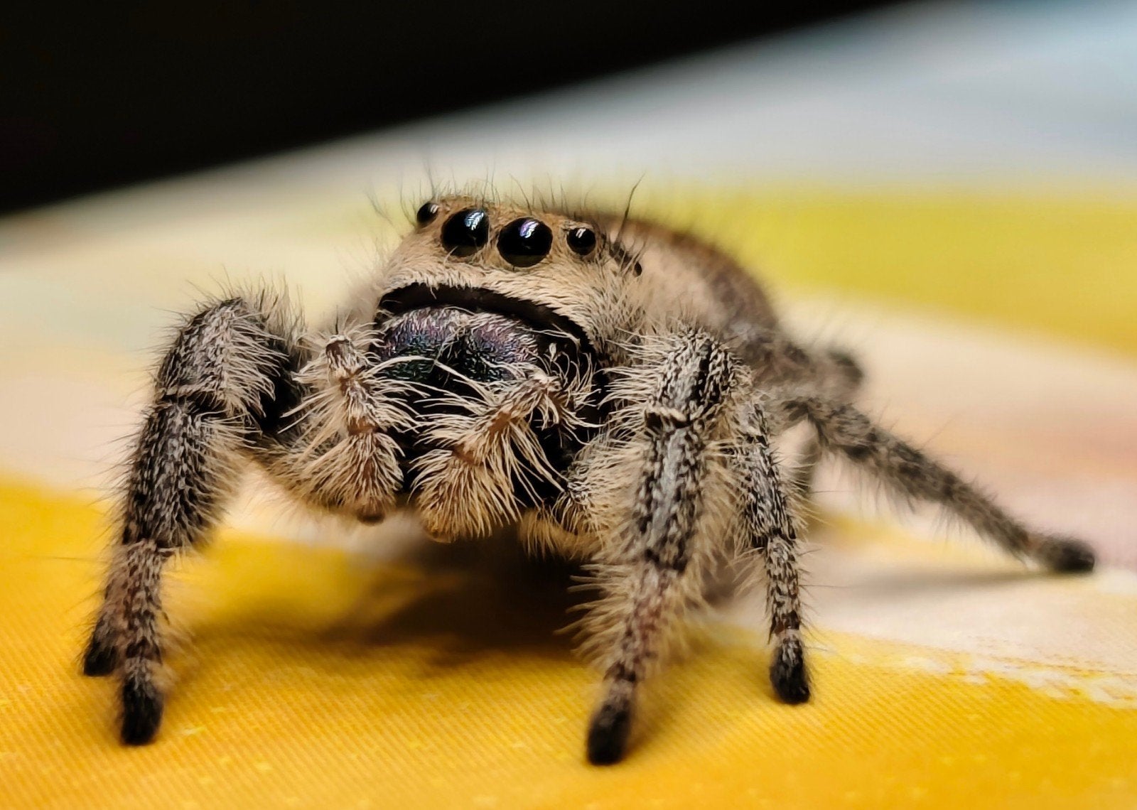 Jumping spiders, Dieren en Toebehoren, Insecten en Spinnen, Bijen